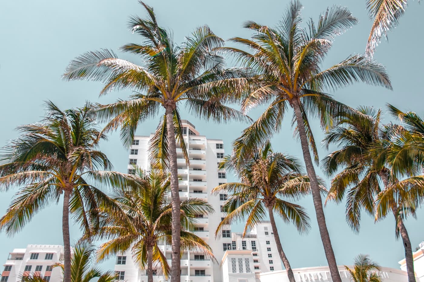 Palm trees framing a white Miami condo tower
